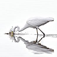 Great white egret / common egret (Ardea alba / Egretta alba) fishing in shallow water of pond at the Marquenterre park, Bay of the Somme, France